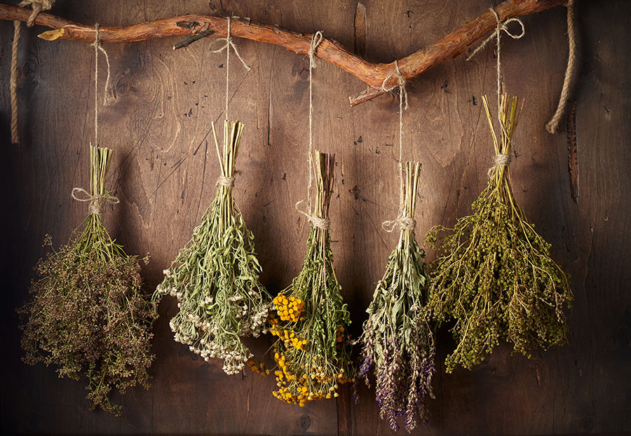 A row of herbs drying, hung upside-down by hemp rope on a natural branch, emulating a cottagecore aesthetic.